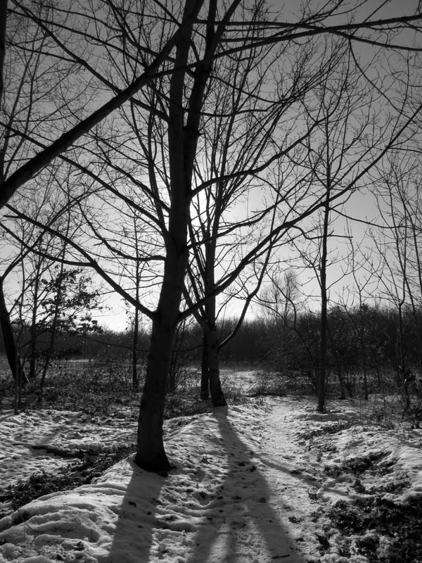 http://3d.art.free.fr/Photos/bois-de-vincennes-fac.jpg